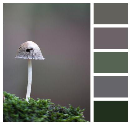 Tintling Forest Mushroom Mushroom Image